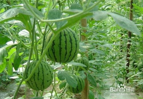 网红十字架吃瓜事件,揭秘网络暴力与道德争议