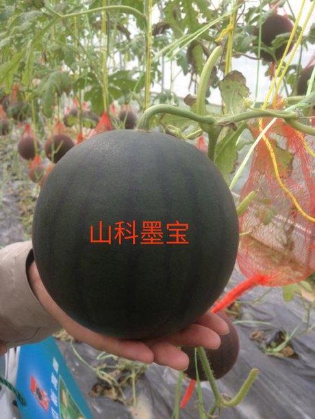 吃瓜黑科网靠谱吗,靠谱与否，一探究竟