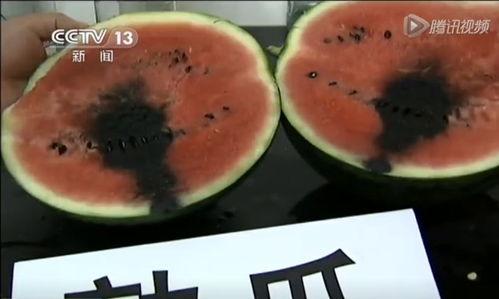 西藏网红的吃瓜视频