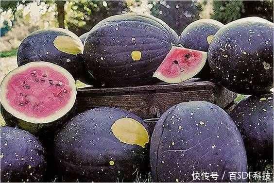 黑网料吃瓜网官分享